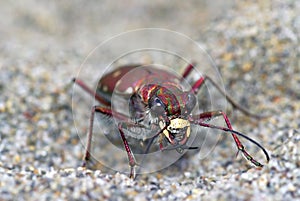 Tiger beetle look