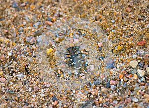 Tiger beetle on multicolored sand