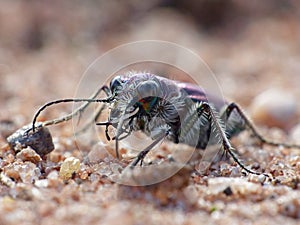 Tiger Beetle On Red Sand In The Sun