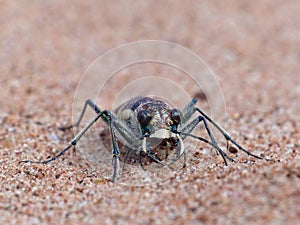 Tiger Beetle On Sand 5