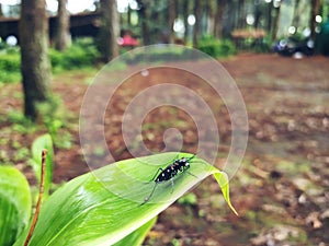 Tiger beetles are a group of beetles from the subfamily Cicindelinae, leaf of the plant. This photo was taken on BATU, INDONESIA.