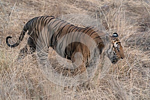 Tiger, Bengal Tiger Panthera tigris Tigris