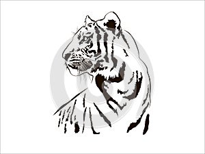Tiger Big Cat Leopard Lion Pantera Yaguar Wild Black White Face Portrait Nature .Svg .Eps .Png Clipart Vector Tattoo