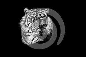 Tiger with a black Background in B&W