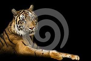 Tiger with black backround