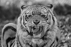 Tiger black and white closeup roaring with mouth open teeth showing