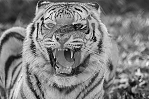 Tiger black and white closeup roaring with mouth open teeth showing