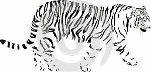 Tiger, black and white vector