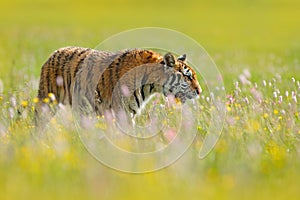 Tiger in blooms. Flowered meadow with tiger. Tiger with ping and yellow and pink flowers. Siberian tiger in beautiful habitat. Amu