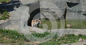 Tiger at Brookfield Zoo