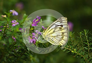 Tiger butterfly