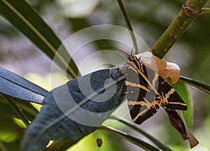 Tiger butterfly