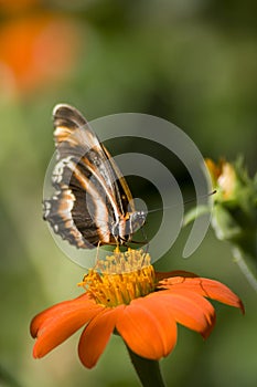 Black and orange butterfly on tithonia photo