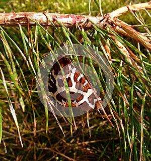 Tiger butterfly