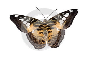 Tiger butterfly