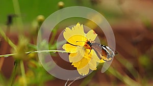 Tiger Butterfly closeup on yellow cosmo flower