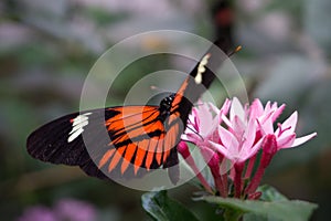 Tiger butterfly on pink flowers