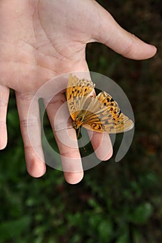 A tiger butterfly sits on a child& x27;s palm