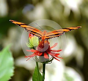 Tiger Butterfly