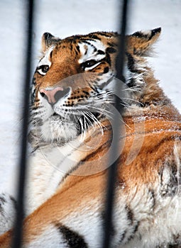 Tiger in a cage