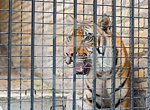 Tiger in Cage