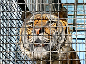 Tiger in cage