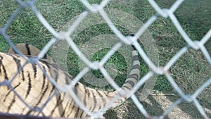 Tiger in cage roaring.