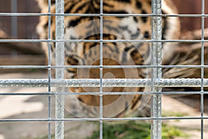 Tiger in a cage in a ZOO