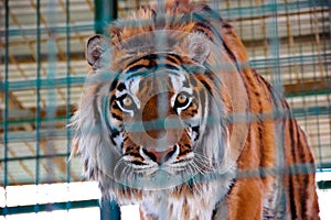 Tiger in a cage in zoo