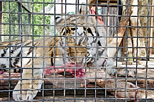 Tiger in caged in Yalta zoo