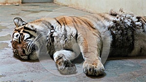 A tiger in captivity
