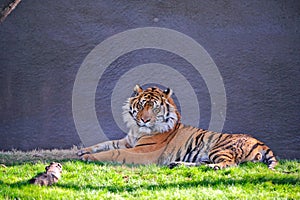 Tiger in captivity photo