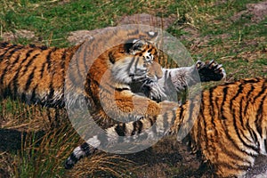 Tiger capture another tiger