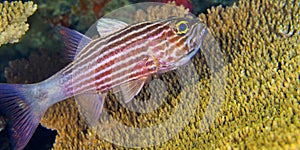 Tiger Cardinalfish, South Ari Atoll, Maldives