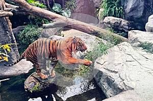 Tiger careful to cross the wild river