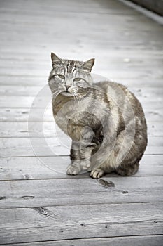 Tiger cat kitty sitting looking sweet