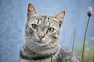 Tiger cat kitty standing looking sweet closeup