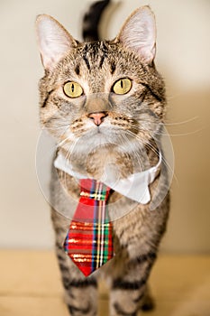 Tiger Cat in a Necktie