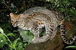 ONCILLE leopardus tigrinus