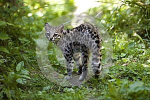 ONCILLE leopardus tigrinus