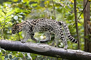 Tiger Cat or Oncille, leopardus tigrinus