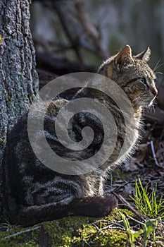 Tiger Cat Portrait