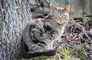 Tiger Cat Portrait