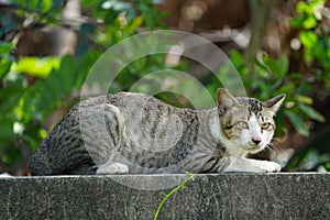 A tiger cat relaxing on a wall. Beautiful feline cat at home