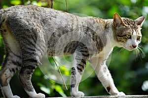 A tiger cat relaxing on a wall. Beautiful feline cat at home