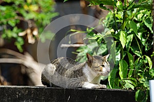 A tiger cat relaxing on a wall. Beautiful feline cat at home