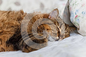 Tiger cat sleeping in bed