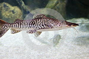 Tiger Shovelnose catfish. photo