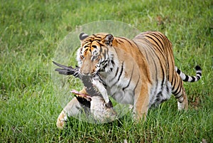 Tiger Caught a Goose