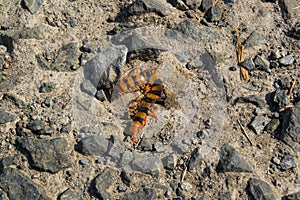 Tiger centipede laying on road